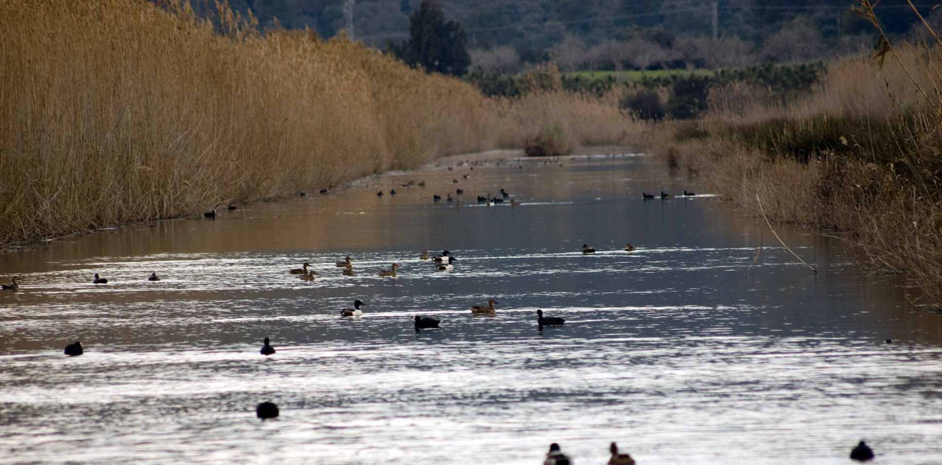 albufera naturpark hotel y apartamentos vista park auf can picafort